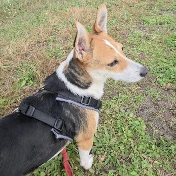 EMMY - aufgeschlossen& zutraulich