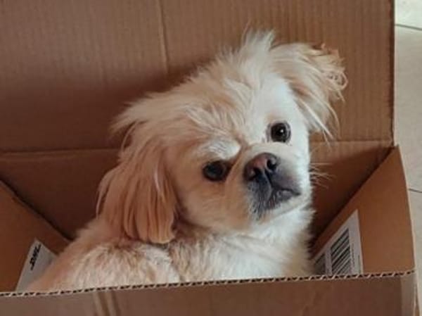 PACO - zutraulich & aufgeschlossen