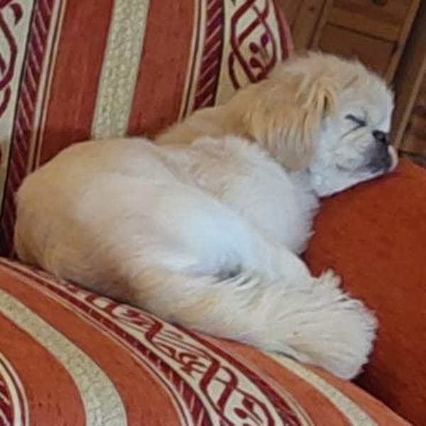 PACO - zutraulich & aufgeschlossen