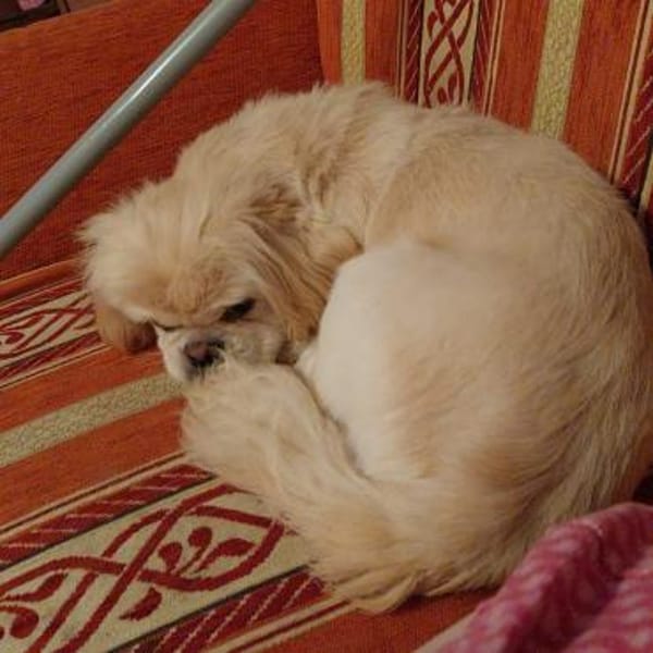 PACO - zutraulich & aufgeschlossen