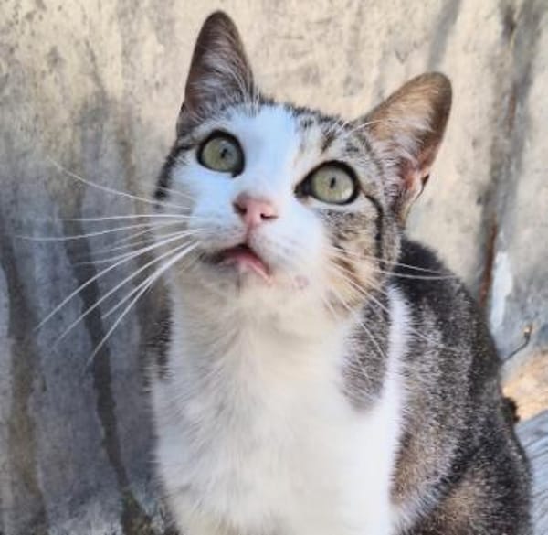 Lebensfrohe Katze Miteka