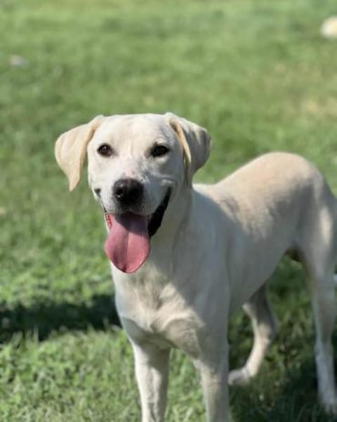 🐾 Belche sucht sein Zuhause ♥