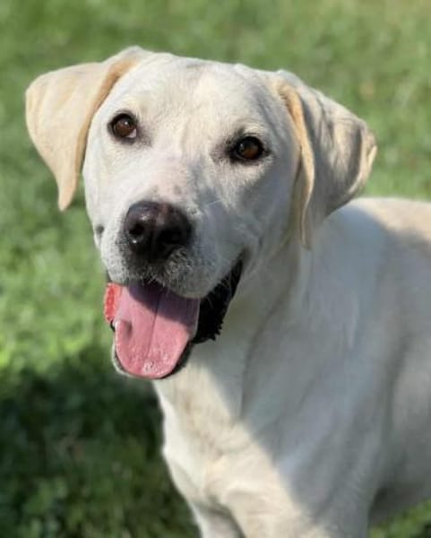 🐾 Belche sucht sein Zuhause ♥