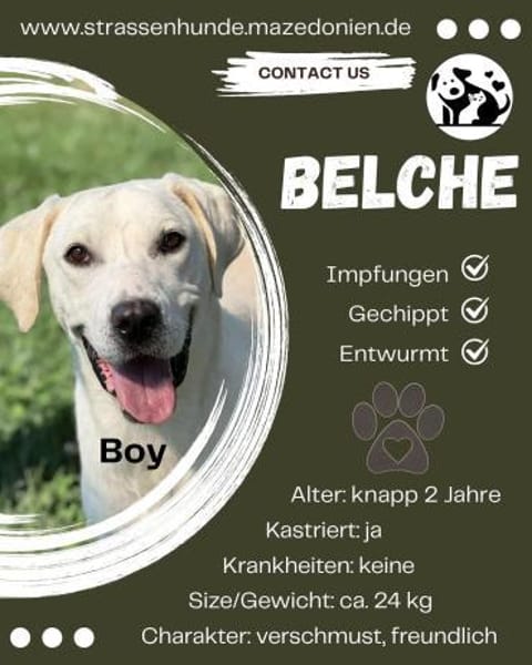 🐾 Belche sucht sein Zuhause ♥