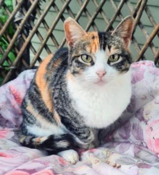 Etwas schüchternes Katzenmädchen Ruby