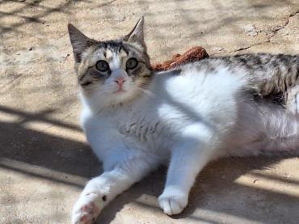 Freundliche, sanfte Katze Praga