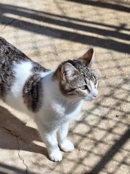 Freundliche, sanfte Katze Praga