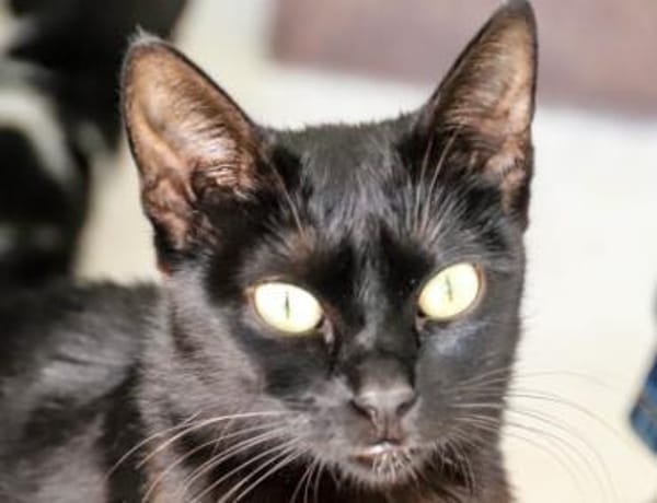 Hübsche, menschenbezogene Katze Cleo