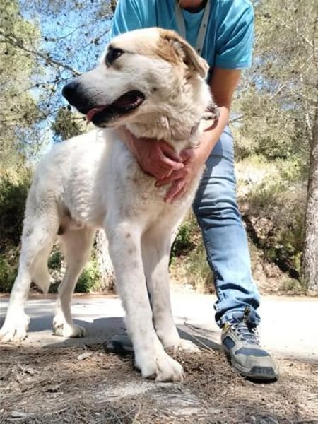 Grosser Rüde, Ludwigshafen