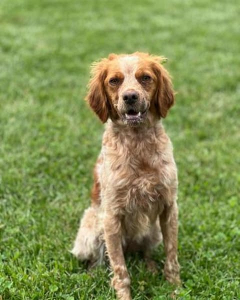 🐾 Lucy sucht ihr Zuhause ♥