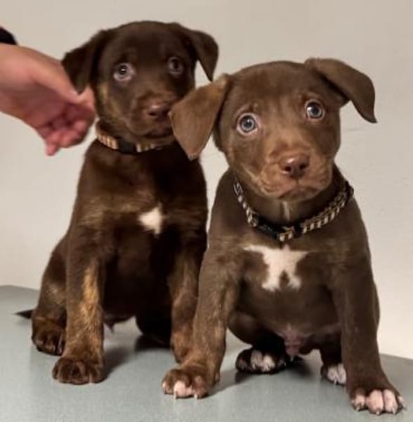 Lilo und Stich / in 82284