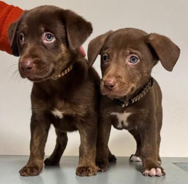 Lilo und Stich / in 82284