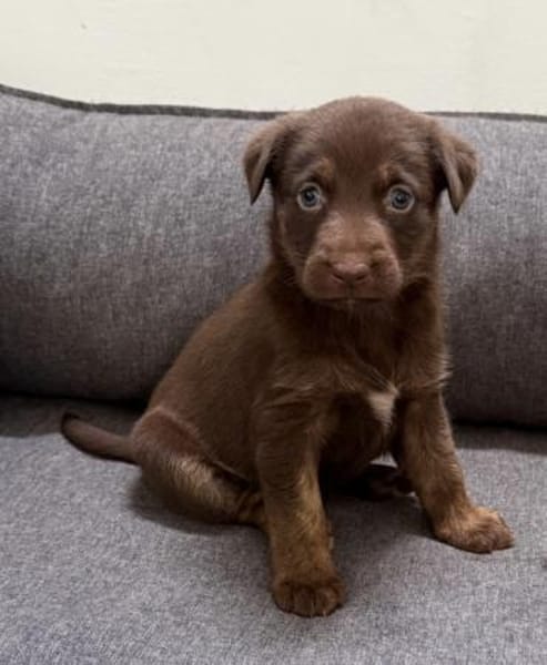 Lilo und Stich / in 82284