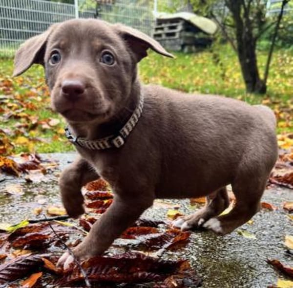 Lilo und Stich / in 82284