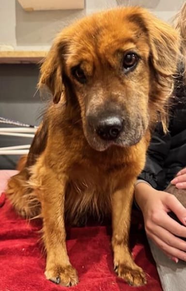 Alf Leben im Haus gewohnt / 82284