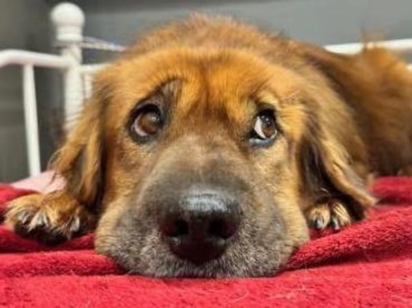 Alf Leben im Haus gewohnt / 82284