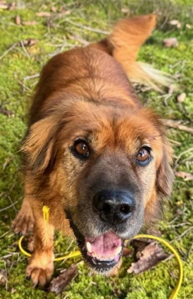 Alf Leben im Haus gewohnt / 82284