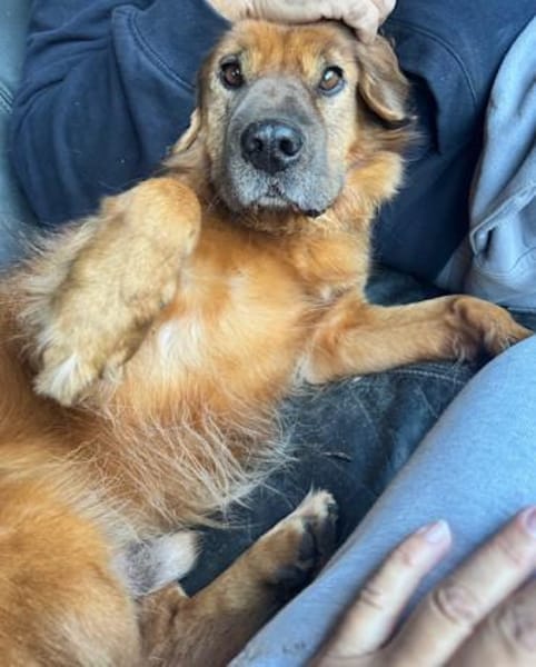 Alf Leben im Haus gewohnt / 82284