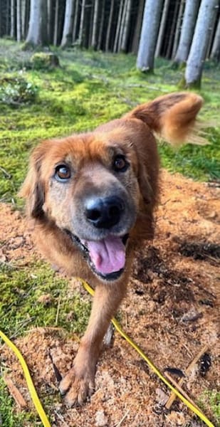 Alf Leben im Haus gewohnt / 82284