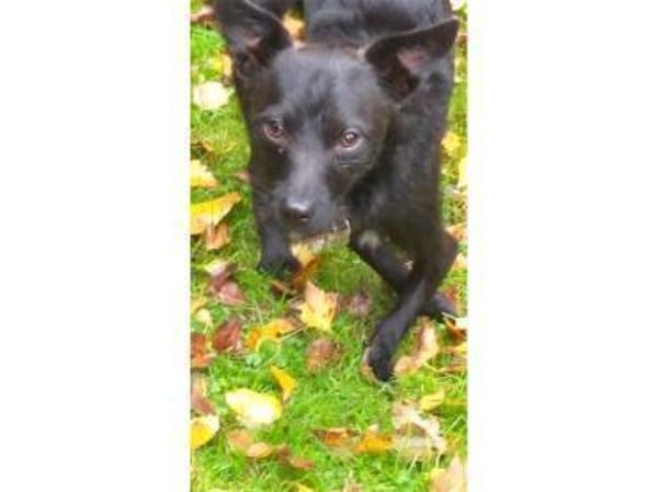 Pepino - wartet in 22459 Hamburg