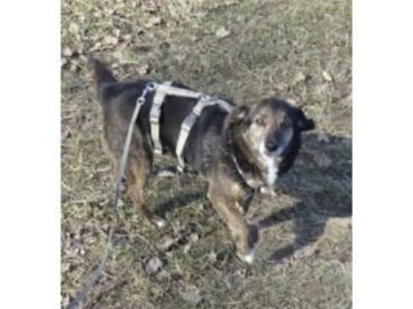 Munay  wartet in 53557 Bad Hönningen