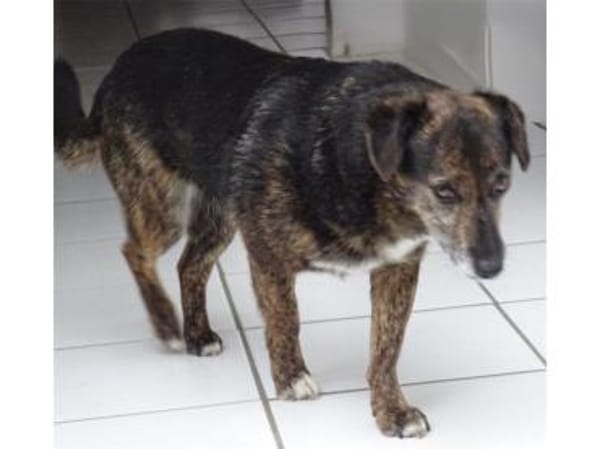 Munay  wartet in 53557 Bad Hönningen