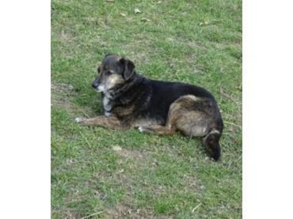 Munay  wartet in 53557 Bad Hönningen