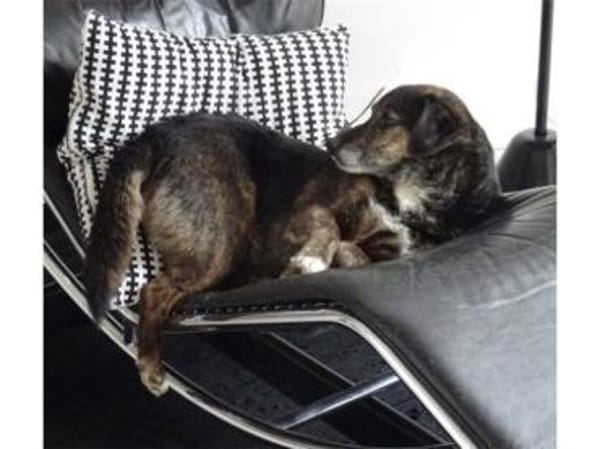 Munay  wartet in 53557 Bad Hönningen