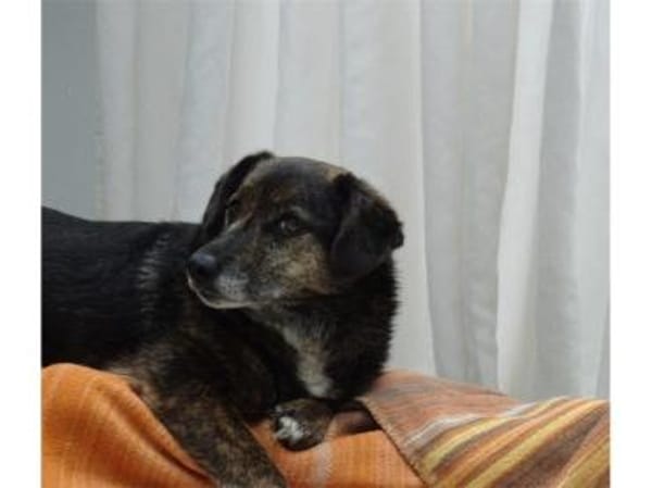 Munay  wartet in 53557 Bad Hönningen