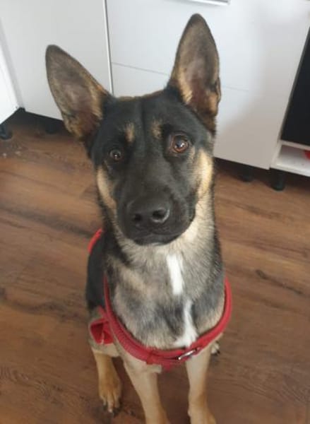 Junghündin Aponi sucht aktives Zuhause