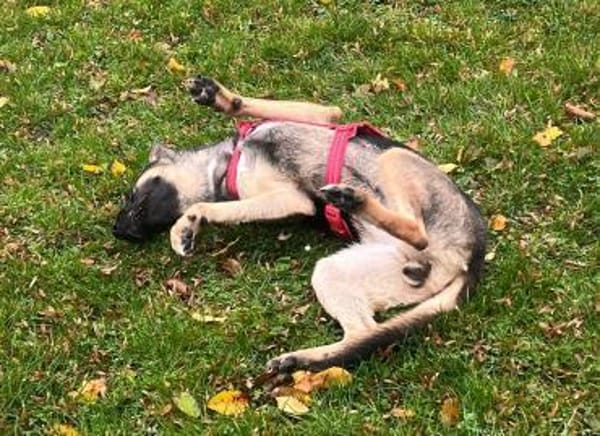 Junghündin Aponi sucht aktives Zuhause