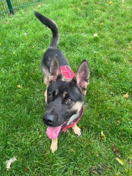 Junghündin Aponi sucht aktives Zuhause