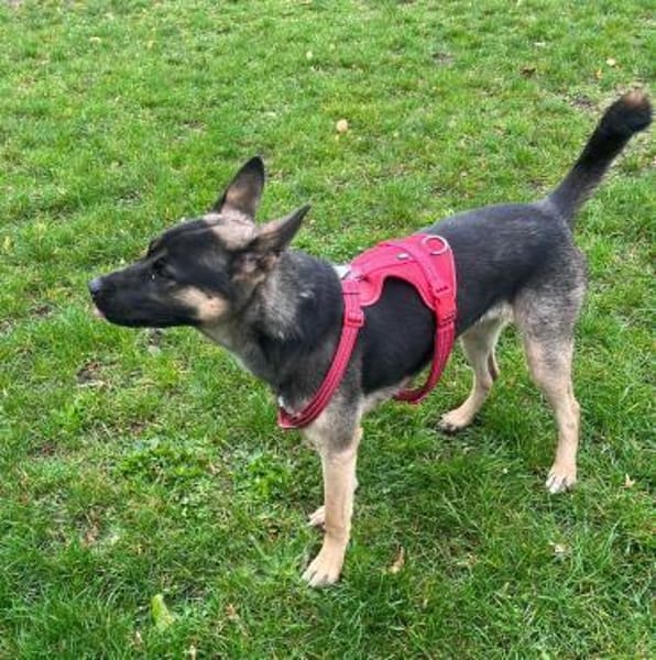 Junghündin Aponi sucht aktives Zuhause