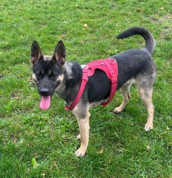 Junghündin Aponi sucht aktives Zuhause