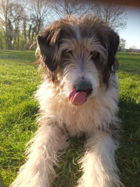 Struppi, liebenswerter Senior in 59394