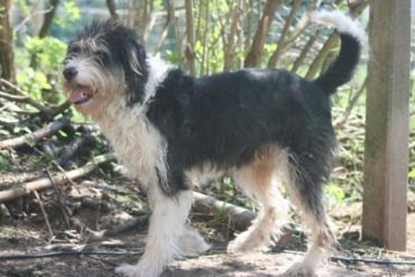 Struppi, liebenswerter Senior in 59394