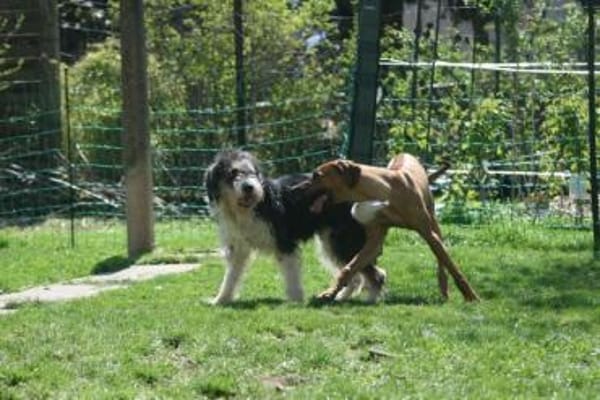 Struppi, liebenswerter Senior in 59394