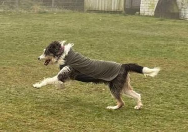 Struppi, liebenswerter Senior in 59394