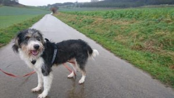 Struppi, liebenswerter Senior in 59394