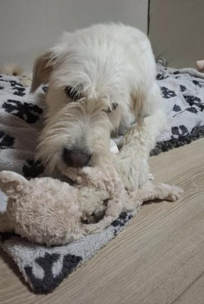 Luben - lieb und verspielt