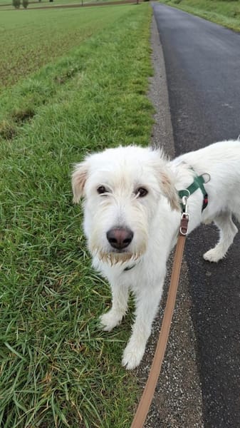 Luben - lieb und verspielt