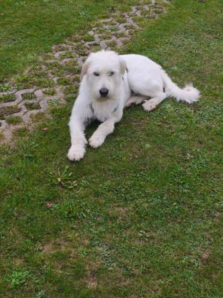 Luben - lieb und verspielt