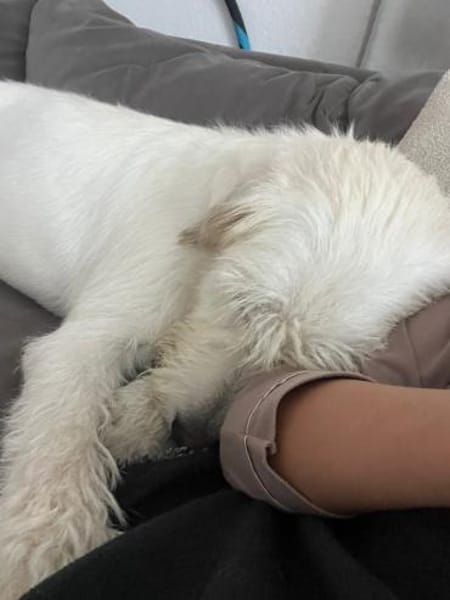 Luben - lieb und verspielt