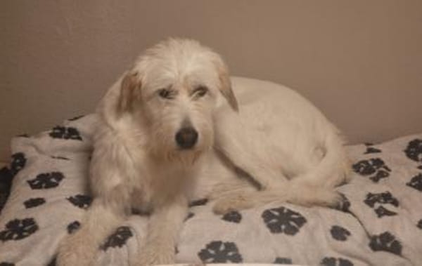 Luben - lieb und verspielt