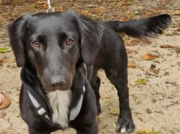 Wer gibt Dasty ein Zuhause?