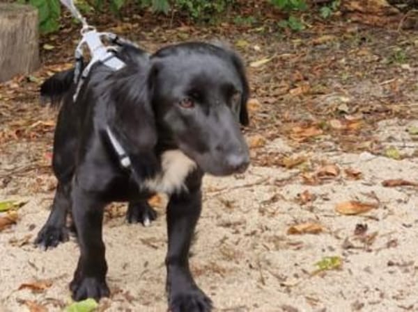 Wer gibt Dasty ein Zuhause?