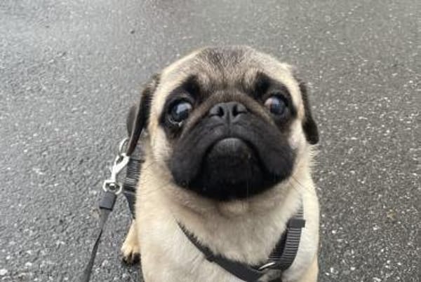 Cukimano unser Halbstarker 💪 Mops