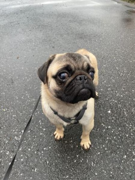 Cukimano unser Halbstarker 💪 Mops