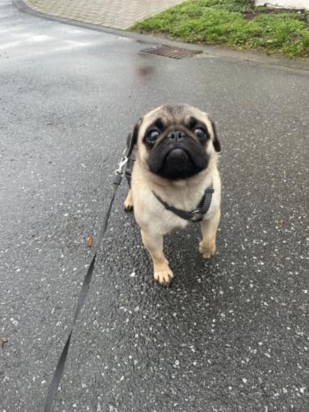 Cukimano unser Halbstarker 💪 Mops