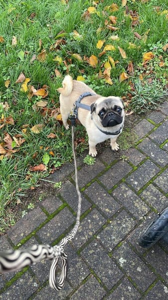 Cukimano unser Halbstarker 💪 Mops